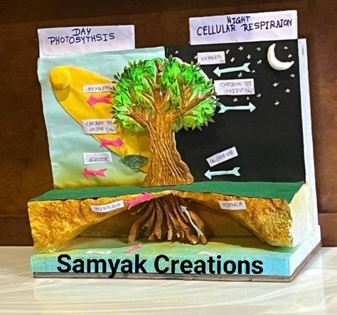 Photosynthesis model.. school project Photosynthesis Model Project, Nebular Hypothesis, Photosynthesis Projects, Nutrition In Plants, Biology Project, Media Pembelajaran, Biology Projects, Model School, Science Projects For Kids