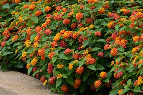 Houston Landscaping, Lantana Flower, Lantana Plant, Lantana Camara, Front Yard Plants, Roof Garden Design, Zone 9, Cottage Garden Plants, Small Shrubs