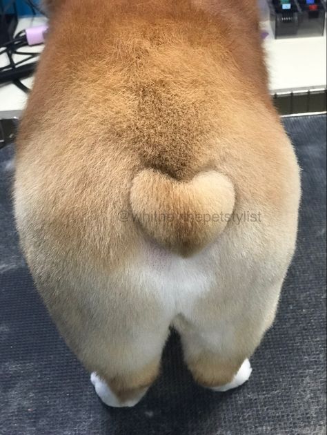 Heart sculted into a corgie’s rear end for a little fun! Corgi Haircut Styles, Dog Grooming Styles, Grooming Style, Dog Haircuts, Corgi Dog, Dog Hair, Dog Grooming, Hair Cuts, Dogs