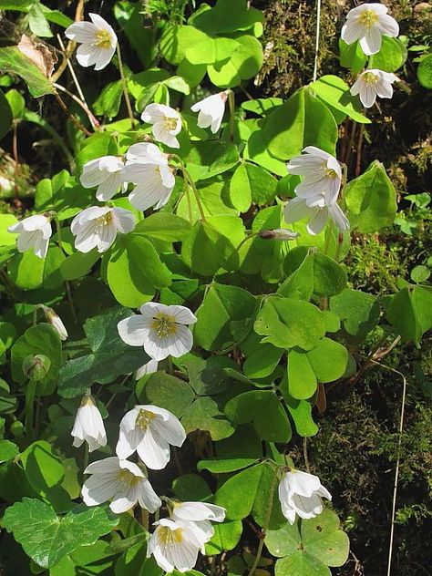 Wood-sorrel (Oxalis acetosella) --Maternal tenderness Foraging Ireland, Sorrel Flower, Wild Flowers Uk, Oxalis Acetosella, British Wildflowers, British Wild Flowers, Flower Types, Vintage Botanical Illustration, Wood Sorrel