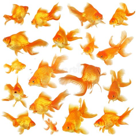 Collage of fantail goldfish. Collage of orange fantail goldfish , #Aff, #fantail, #Collage, #orange, #goldfish #ad Bubble Eye Goldfish, Fantail Goldfish, Goldfish Art, Image Of Fish, Business Icons Vector, Orange Fish, Geometric Design Art, Fish Drawings, Gold Fish