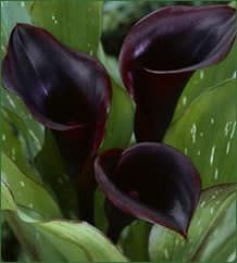 With its association with funerals, the lily is an obvious Goth favourite, and especially the “black” calla variety, which is the colour of dried blood… Calla Lily Bulbs, Black Calla Lily, Zantedeschia Aethiopica, Cortaderia Selloana, Garden Bonsai, Rabbit Tail, Purple Calla Lilies, Mini Calla Lilies, Gothic Flowers