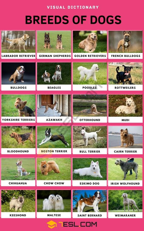 Dog Breeds Dog Breeds Chart, Loyal Dog Breeds, Ras Anjing, Types Of Dogs Breeds, Dog Breed Names, Different Types Of Dogs, Rare Dogs, Rare Dog Breeds, Dog Breeds List