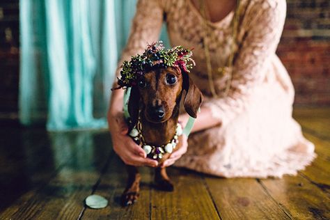 Dachshund Wedding, Puppy Wedding, Weenie Dogs, Brooklyn Wedding, Dachshund Love, Dog Wedding, Weiner Dog, Wedding Pics, Wedding Looks