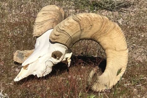 Preserving animal’s skull is an easy, inexpensive project | Las Vegas Review-Journal Bighorn Ram, Sheep Skull, Bighorn Sheep, The University Of Arizona, Deer Family, The Horn, All About Animals, The Skull, Animal Skulls