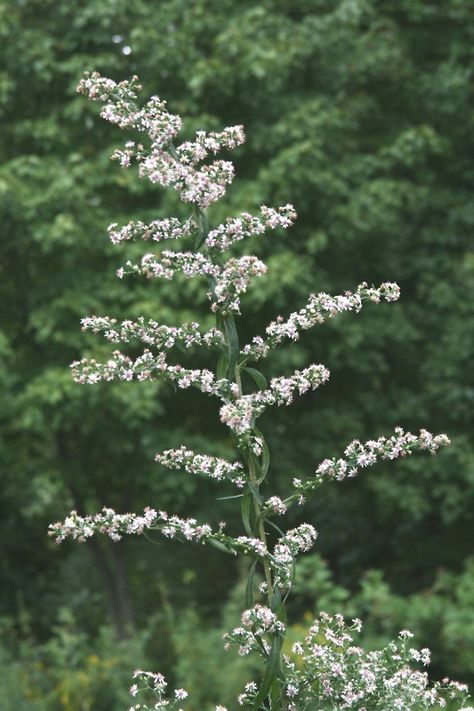 Symphyotrichum lateriflorum (calico American-aster): Go Botany Calico Aster, Live Earth, New England States, Botanical Beauty, Types Of Flowers, All Plants, Hedges, Flower Beds, Botany