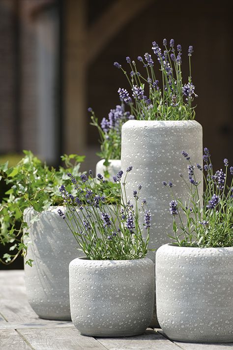 concrete round pots | adamchristopherdesign.co.uk Flower Pots Outdoor Full Sun, Hanging Flower Pots Outdoor, Potted Lavender, Hanging Flower Pots, Lavender Garden, Flower Pots Outdoor, Cement Planters, Hanging Flower, Garden Containers