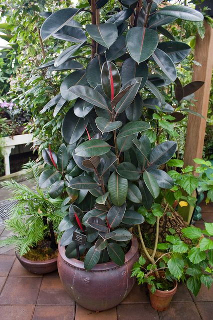 The Rubber plant (Ficus robusta) requires little light and tolerates lower temperatures than tropical plants. It's particularly effective at removing formaldehyde from the air. Photo: endenizen/Flickr Rubber Tree Outdoor, Rubber Plant Indoor, Rubber Tree Plant, Plants Photo, Tanaman Indoor, Tanaman Pot, Indoor Trees, Ficus Elastica, Air Photo