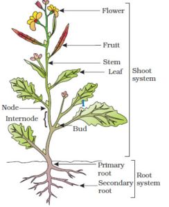 Morphology of Plants: Roots, Stems, Leaves, Flowers, Fruits, Seeds Branches Of Biology, Biology Plants, Fruit Shoot, Mustard Plant, Parts Of A Flower, Leaf Plant, Plant Science, Parts Of A Plant, Plant Drawing