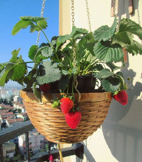 Strawberry Planters, Strawberry Garden, Home Grown Vegetables, Worm Farm, Garden Vases, Home Grown, Home Vegetable Garden, Fruit Plants, Little Garden