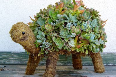 Turtle Succulent Turtle Diy, Succulent Turtle Planter, Succulent Topiary, Turtle Topiary, Moss Topiary, Succulent Turtle, Moss Planter, Plant Business, Succulent Wall Garden