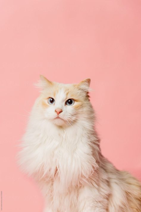 Pink Background Portrait, Background Portrait, Ugly Cat, Wallpaper Cat, Cat Background, Cat Tattoo Designs, Cute Cat Wallpaper, Pet Photography, Cat Photography