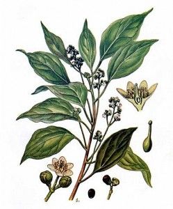 Camphor Tree, Psychoactive Plants, Camphor Essential Oil, Cinnamomum Camphora, Medical Herbs, Medicinal Herb, Earth Gift, Essential Oil Plants, Fragrant Plant