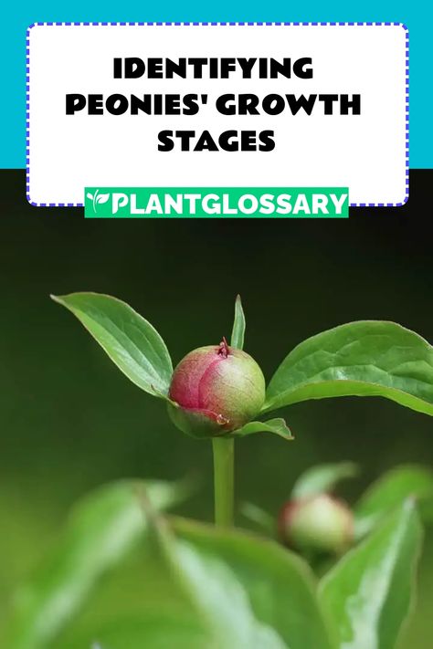 Identifying Peonies' Growth Stages Peony Blooming Stages, Peony Care, Peony Bush, End Of Spring, Planting Peonies, Peony Root, Growing Peonies, Herbaceous Perennials, Seed Pods