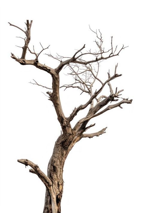 A dried tree driftwood plant white background. | free image by rawpixel.com Trees With No Leaves, Plant White Background, Driftwood Plant, Glass Wallpaper, Dry Tree, Bare Trees, Dead Tree, Ceramic Art Sculpture, Tree Photo