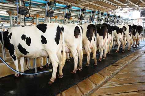 In-depth, science-based report about the impacts of dairy production on the environment, animals and people. Gado Leiteiro, Milk Industry, Dairy Business, Local Milk, Dairy Industry, Dairy Cattle, Business Icons Vector, Factory Farming, Milk Production