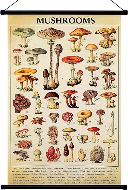 Geyee Vintage Mushroom Poster Fungus Wall Art Prints Rustic Mushroom Wall Hanging Illustrative Reference Chart Poster for Living Room Office Classroom Bedroom Decor Frame, 15.8 x 23.6 Inch (Mushroom) Cute Green Room, Purse Painting Ideas, Therian Room, Mushroom Bathroom, Purse Painting, Mushroom Ideas, Vintage Maximalist Decor, Cartoon Nature, Mushroom Sculpture