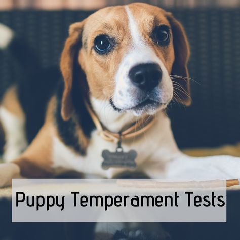 Temperament Tests for Picking a Puppy Adopt A Puppy, Cute Names For Dogs, Dog Personality, Best Puppies, Dog Eyes, How To Go, Therapy Dogs, Puppy Adoption, Way To Go