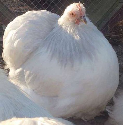 Pekin Bantam Chickens, Pekin Chicken, Pekin Bantams, Fluffy Chicken, Chicken Coloring, Bantam Chickens, Chicken Keeping, White Tip, Chicken Breeds