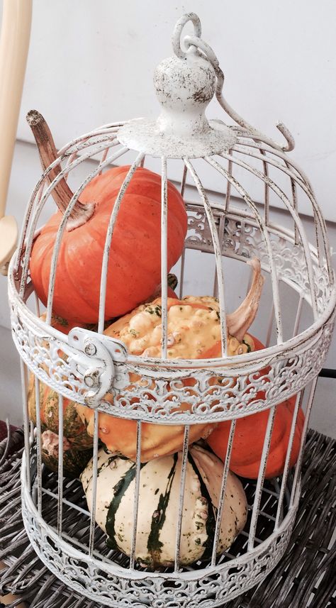 Gourds in a bird cage, bird cage decor Fall Bird Cage Decor Ideas, Decorate A Bird Cage Ideas, Birdcage Decor Ideas Diy, Antique Bird Cage Decor Ideas, Bird Cages Decorated Ideas, Cage Decoration Ideas, Bird Cage Decor Ideas, Bird Cage Ideas, Bird Cage Decoration