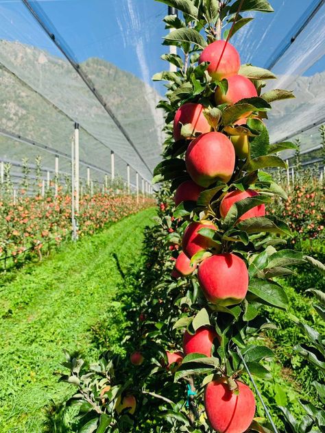 Fruit Harvesting, Agriculture Pictures, Fruit Farm, English Garden Design, Vegetable Garden Diy, Backyard Flowers, Hydrangea Garden, Farm Design, Home Vegetable Garden