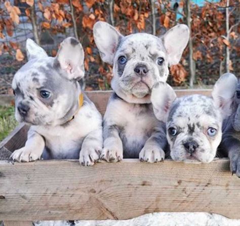 Blue Merle French Bulldog Puppy, Blue Merle Frenchie, Lilac Merle French Bulldog, Blue Merle French Bulldog, Teacup French Bulldogs, Blue Fawn French Bulldog, Lilac French Bulldog, Blue French Bulldog Puppies, French Bulldog Breeders