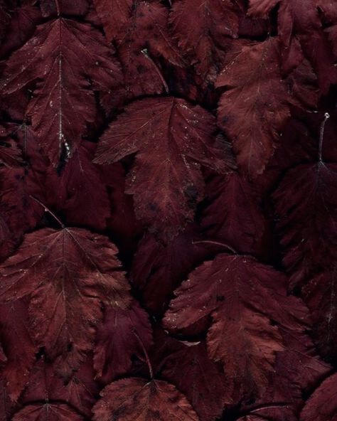 Burgundy leaves Burgundy Autumn Aesthetic, Pantone Burgundy, Mahogany Aesthetic, Burgundy Pictures, Burgundy Mushrooms, Maroon Aesthetic, Burgundy Aesthetic, Spiced Wine, Neo Baroque