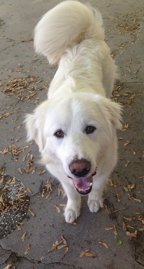 Great Peranease Dog, Great Pyrenees Aesthetic, Great White Pyrenees, Golden Pyrenees, Dog Cottage, Akbash Dog, Balinese Cat, Pyrenees Dog, Great Pyrenees Dog