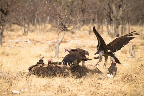 Vulture Eating, Figure Reference, Memento Mori, New World, Stock Images Free, Art Reference, Stock Images, Animals, Art