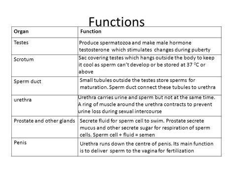 Male Reproductive System Anatomy Notes, Male Reproductive System Notes, Female Reproductive System Functions, Reproductive System Notes, Male Reproductive System Anatomy, Reproductive System Anatomy, Biology Tips, Paramedic Study, Nursing School Studying Cheat Sheets