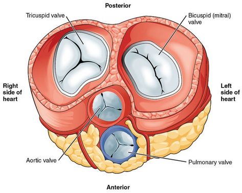 Heart Valves Anatomy, Human Heart Diagram, Anatomy Of The Heart, Cardiac Muscle Cell, Cardiac Anatomy, Aortic Valve Replacement, Heart Structure, Human Heart Anatomy, Heart Diagram