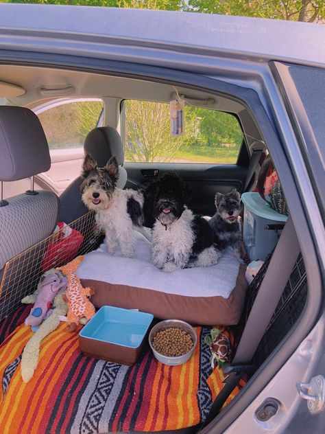 Dog In Car Aesthetic, Dog Car Setup, In Car Aesthetic, Dog In Car, Up Aesthetic, Aesthetic Car, Car Aesthetic, Car Ideas, In Car