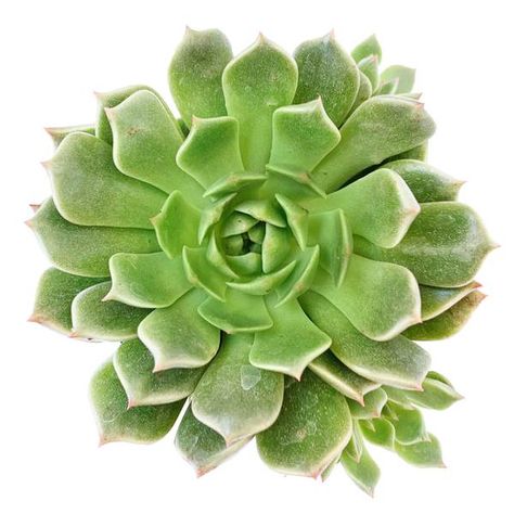 Types of Rare & Unusual Succulents | Care Instruction Page 2 - Succulents Box Identifying Succulents, Succulents Care, Succulent Care Instructions, Starry Flowers, Echeveria Imbricata, Succulent Care, Unusual Plants, Rare Succulents, Clay Pot