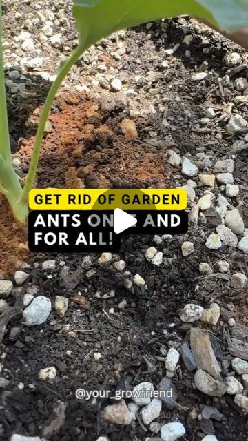 GROWFRIEND 🌿 on Instagram: "Follow us @your_growfriend for unique gardening insights.

If you’ve had any experience with ants, this is the recipe for you. It is All Natural and VERY effective with a great piece of mind you aren’t adding chemicals to your garden.

You can also sprinkle coffee grounds in your garden as another ant repellant.

Credit: ucanbuildthis
Please DM for proper credit or removal

#bug #bugs #ant #ants #planttips #planthacks #homegarden #gardening #gardenproject #gardening101 #gardeningtips #gardenlover #plantlover #plantlovers #plantlove #gardeninghacks #gardendesign #gardendiy #diygarden #homegarden" Kill Ants In Garden, Keep Ants Out Of Garden, Ant Repellant, Ants In Garden, Ant Repellent, Kill Ants, Piece Of Mind, Plant Hacks, Gardening 101