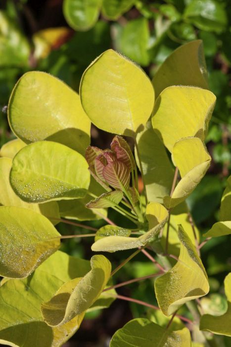 Cotinus Coggygria, Edible Grass, Pollinator Plants, Perennial Grasses, Garden Indoor, Garden Types, Variegated Plants, Unique Trees, Gardening Advice