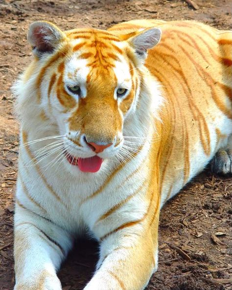 Golden Bengal Tiger, Golden Tiger Art, Golden Tabby Tiger, Golden Tabby, Golden Tigers, Haiwan Comel, Beautiful Wildlife, Anak Haiwan, Tiger Pictures