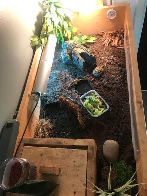 New set up for my two horsefield tortoises. They have been exploring for AGES!!! Horsefield Tortoise, Horse Field, Set Up Ideas, Tortoise Table, Tortoise Habitat, Box Turtle, New Set, Turtles, Habitat