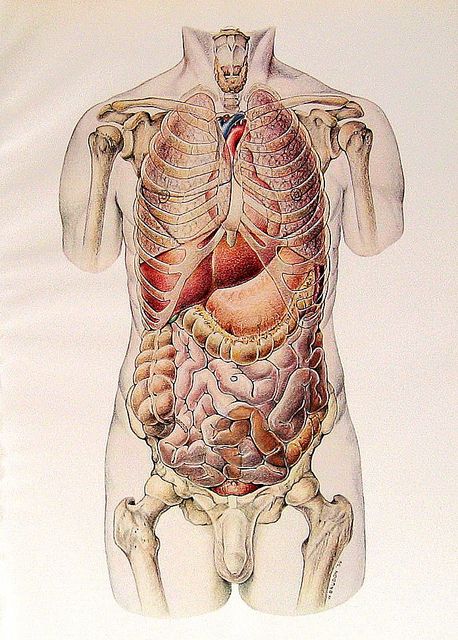 Anatomy Organs, Vintage Anatomy, Human Body Anatomy, Human Figure Drawing, Medical Illustrations, Human Anatomy Art, Medical Anatomy, Vintage Medical, Medical Art