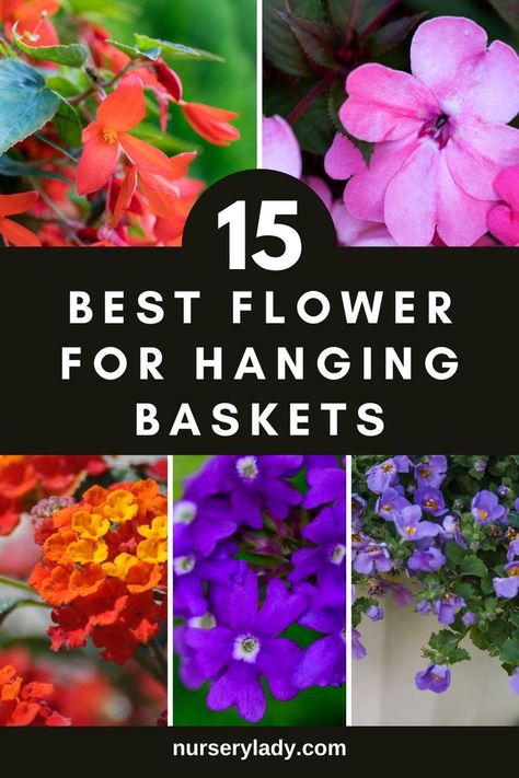 Hanging basket flowers -
Garden inspiration -
Container gardening -
Plant care tips -
Blooming beauties -
Outdoor decor -
Garden design -
Hanging gardens -
Hanging basket landscaping -
Container gardening ideas -
Hanging garden variety -
Garden design -
Horticultural recommendations -
Botanical diversity -
Plant cultivation -
Floriculture techniques - Outdoor Plant Ideas, Best Flowers For Hanging Baskets, Flowers For Hanging Baskets, Hanging Basket Flowers, Outdoor Hanging Plants, Winter Hanging Baskets, Planter Arrangements, Hanging Plants Outdoor, Decorative Plants