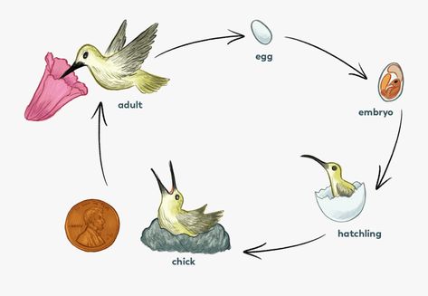 Bird Life Cycle, Baby Hummingbirds, Animal Habitat, Animal Life Cycles, Preschool Craft, Bird Gif, Animal Habitats, Teaching Aids, Bird Drawings