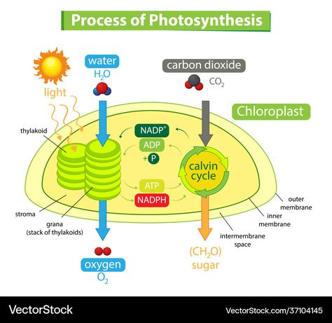 Photosynthesis Diagram, Process Of Photosynthesis, Plant Vector, Plant Cell, Diagram Design, Photosynthesis, Plant Illustration, All About Plants, 5th Grade