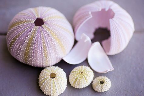 How To Clean Seashells, Clean Seashells, Cleaning Sea Shells, Sea Urchins Art, Sea Urchin Shells, Urchin Shell, Sea Life Decor, Sea Shells Diy, Sea Urchin Shell