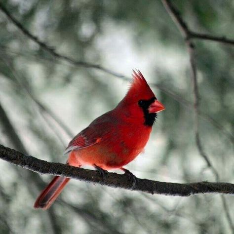 Willow Park, Character Home, Cardinal Birds, Red Bird, Red Cardinal, Red Birds, Character Aesthetic, Dnd Characters, Birdy