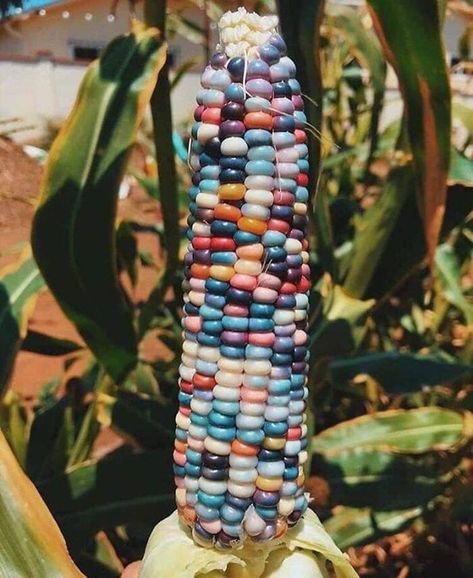 Gem Corn, Rainbow Corn, Glass Gem Corn, Mexican Corn, Summer Produce, Indian Corn, Corn Cob, Corn On Cob, Queen Mother