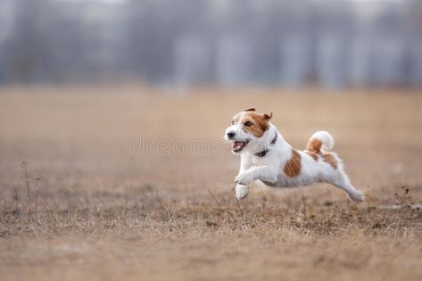 Dog running and playing in the park. Jack Russell Terrier , #Ad, #playing, #running, #Dog, #park, #Terrier #ad Dog Running, Dog Run, Barn Painting, Jack Russell Terriers, Dog World, Jack Russel, Bull Terrier Dog, White Terrier, Dog Runs