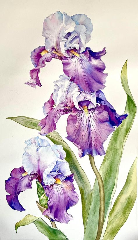 Detailed Watercolor, Iris Art, Iris Painting, Watercolor Flowers Tutorial, Flower Painting Canvas, Iris Flower, Watercolor Flower Art, Flower Art Images, Watercolor Flowers Paintings