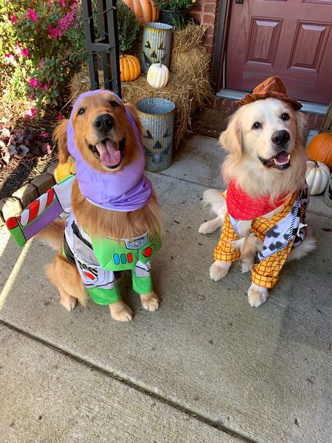 Two golden retrievers dressed up in Halloween costumes as Buzz Lightyear and Woody from the movie Toy Story. 2 Dog Costume Ideas, Dog Sibling Costumes, Puppies In Halloween Costumes, Disney Dog Halloween Costumes, Couples Costumes With Two Dogs, Halloween Dog Costume Diy Easy, Dog Pair Costumes, 3 Dog Costume Ideas, Golden Retriever Costume Ideas