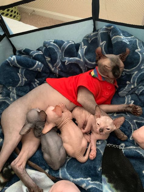 Sphynx Kitty Hairless Cat, Sphynx Cat, Sphynx, Kitty Cat, Kittens Cutest, Dream Life, Kittens, Kitty, Quick Saves