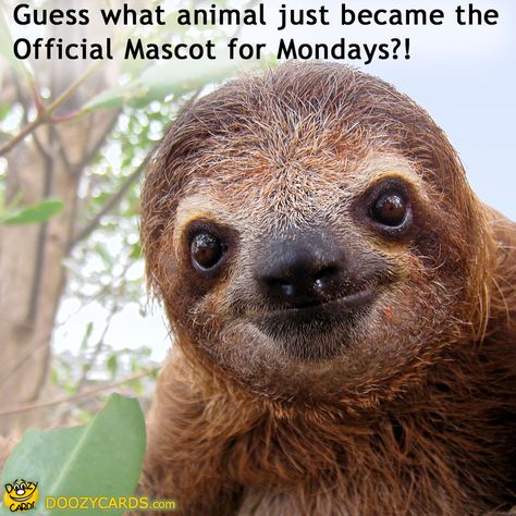 Monday Mascot, View the Popular Monday Mascot eCard Sloth Pictures, Sloth Stuff, Sloth Facts, Smiling Sloth, Smiling Animals, Three Toed Sloth, Koala Bears, Sloth Art, A Sloth