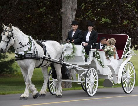 Horse And Carriage Wedding, White Carriage, Hay Rides, Wedding Transport, Wedding Carriage, Horse Wedding, Cinderella Carriage, Wedding Planning Book, Pull Cart